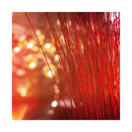 Studio Carina Deuschl